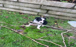 Border Collie dogs for sale: Sheepdog puppies - Advert 11