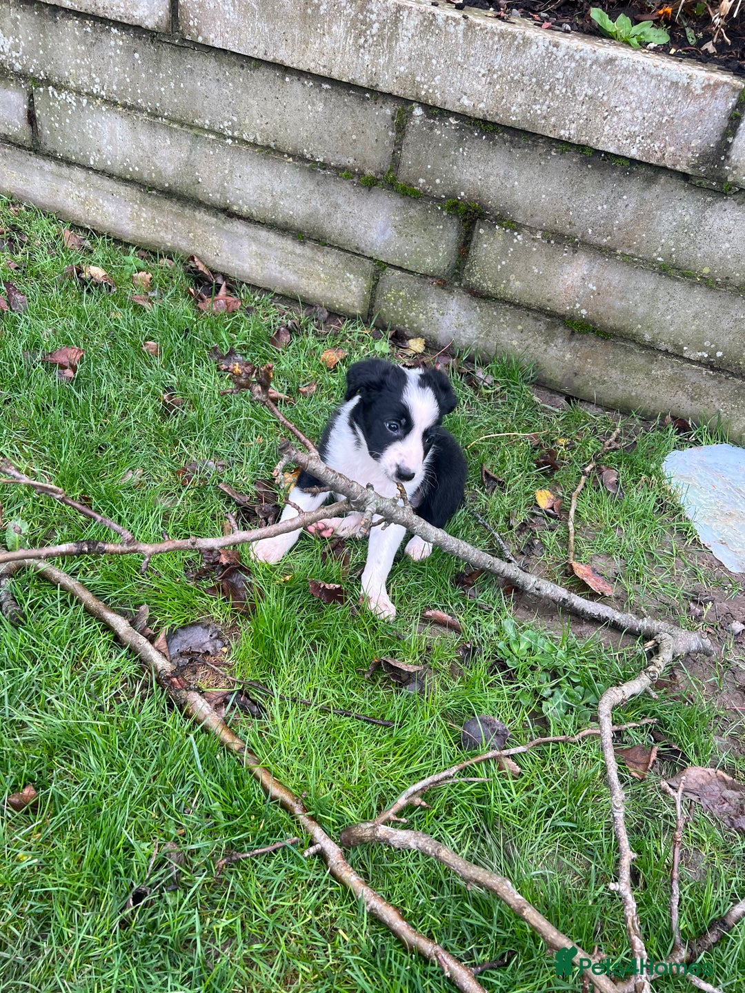 Border Collie dogs for sale: Sheepdog puppies - Advert 11