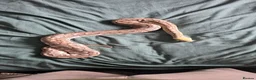 Python Snake reptiles for sale: Royal python - Advert 5