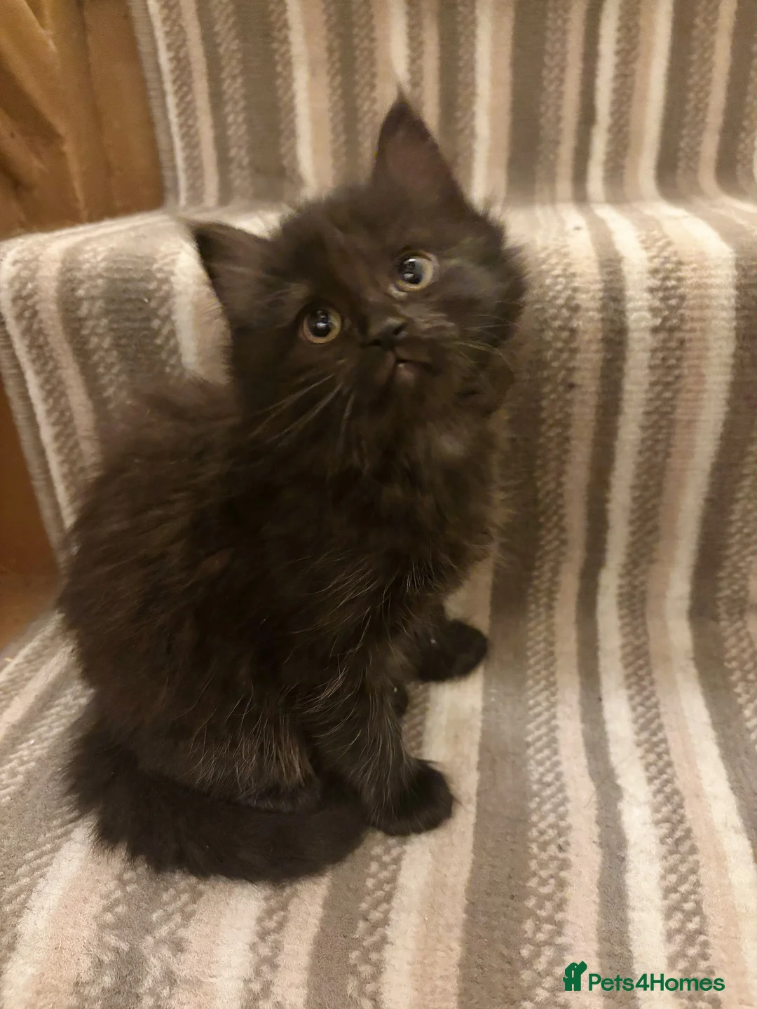 Norwegian Forest Cat cats for sale: Adorable Norwegian forest kittens for sale  - Advert 2