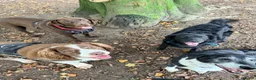 Mixed Breed dogs for adoption: Say hello to Kiwi 👋  in Edinburgh - Advert 7