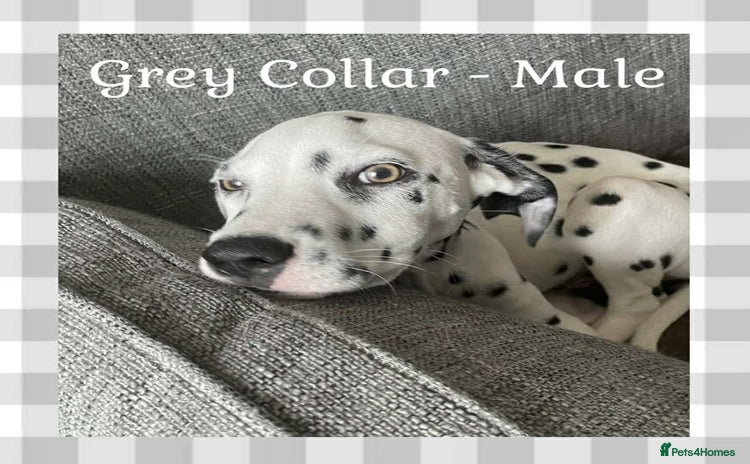 Dalmatian dogs in Normanton - Advert 1