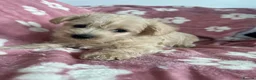 Westiepoo dogs for sale: Westiepoo teddy bear pups  - Advert 4