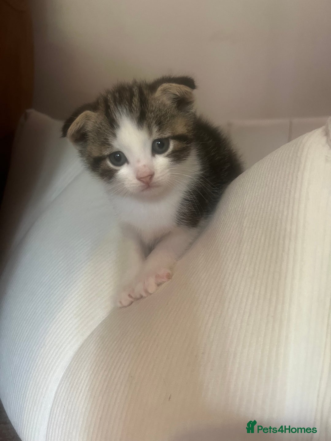 Scottish Fold cats for sale: Scottish Fold Boy - Image 1