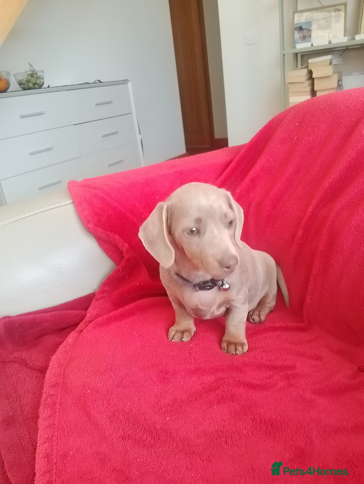 Miniature Dachshund dogs Mini dachshund  - Advert 5