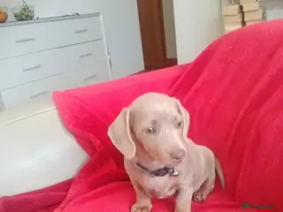 Miniature Dachshund dogs Mini dachshund - Advert 5