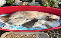 British Shorthair cats for sale: British Shorthair & British Longhair Kittens  - Image 8