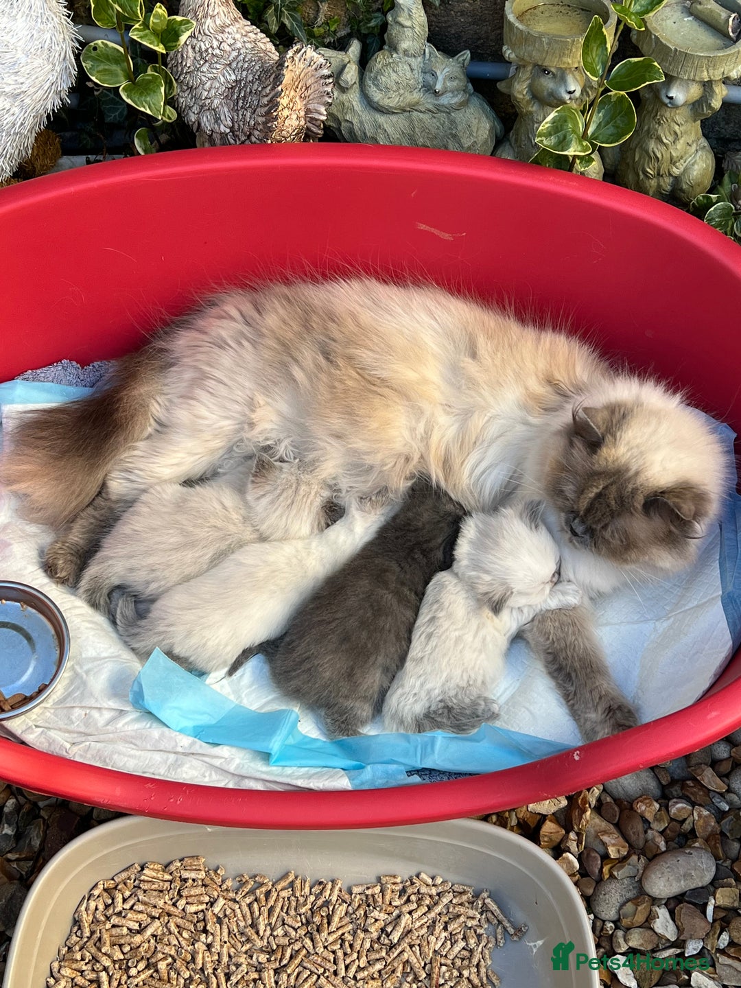 British Shorthair cats for sale: British Shorthair & British Longhair Kittens  - Image 8