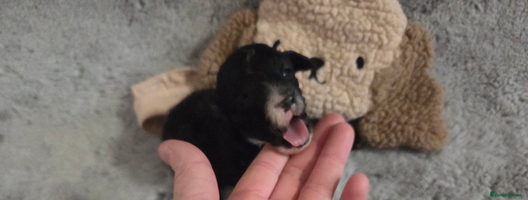 Toy Poodle dogs for sale: Gorgeous littler of x ** mall toy poodles  - Advert 3