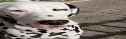 Dalmatian dogs for sale: Nila a lovely Dalmatian needs a good home in Worcester - Advert 2