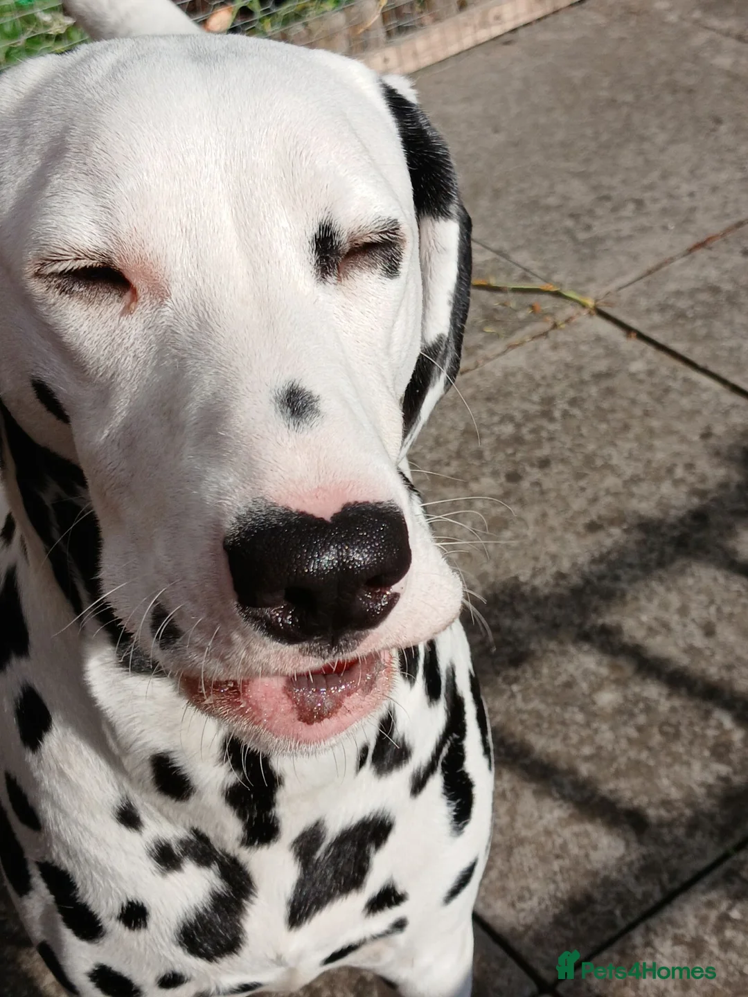 Dalmatian dogs for sale: Nila a lovely Dalmatian needs a good home in Worcester - Advert 2