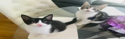 Mixed Breed cats for sale: Kittens has been finished their nursery  - Advert 6