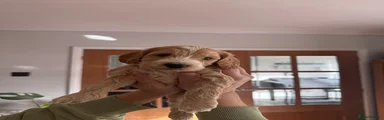 Cockapoo 3