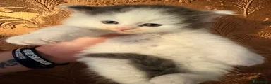 Boy 2