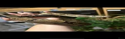 Boa Snake reptiles for sale: BCI male - Advert 2