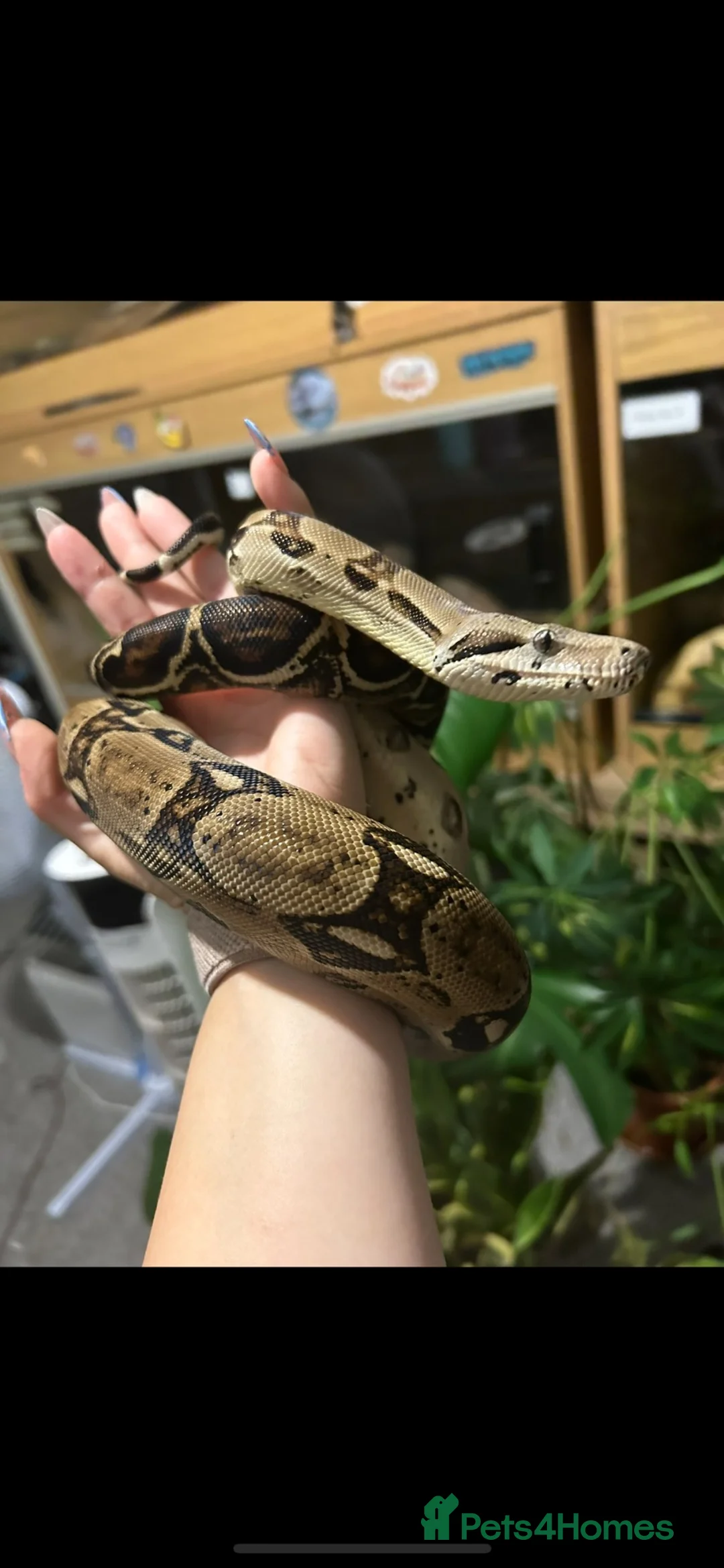Boa Snake reptiles for sale: BCI male - Advert 2