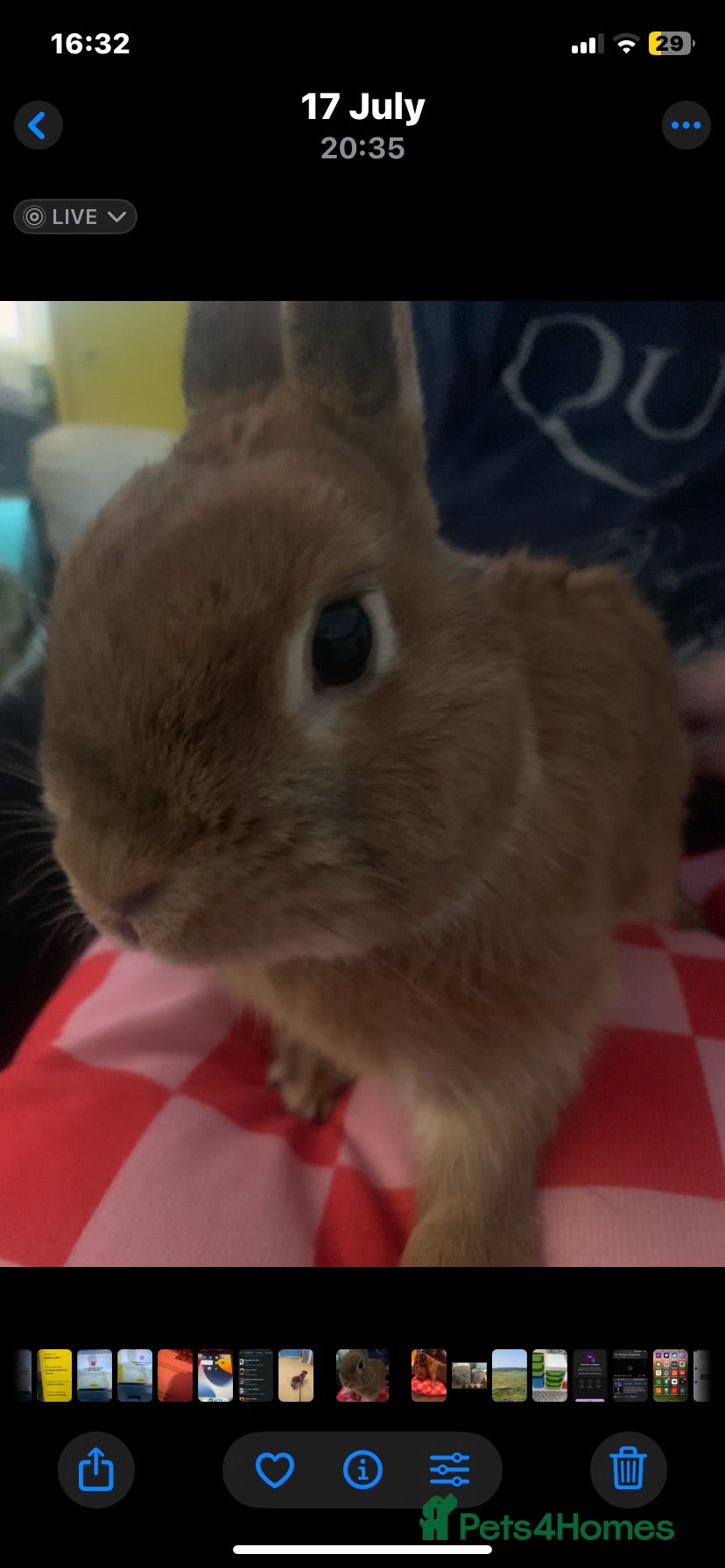 Netherland Dwarf rabbits Neverland dwarf Rabbit - Advert 9
