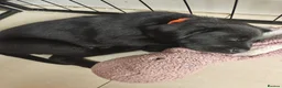 Labrador Retriever dogs for sale: Mr Orange – Gorgeous Black Labrador Boy - Advert 3