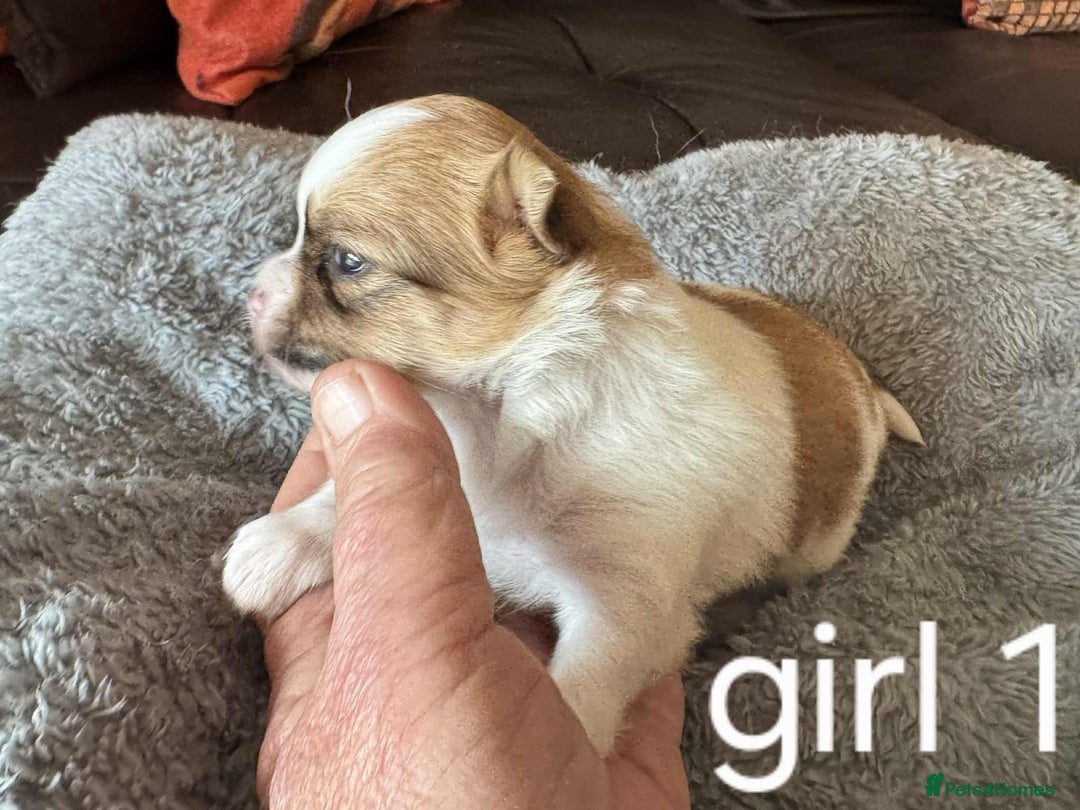 Chihuahua dogs for sale: Chihuahua long coat puppies 2 girls and 1 boy - Image 7