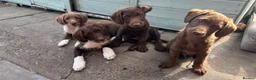 Labradoodle dogs for sale: Adorable miniature labradoodles READY NOW - Advert 9