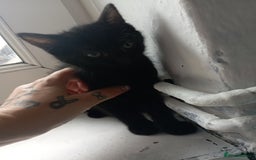 British Shorthair cats for sale: 3 black female kittens for sale - Image 4