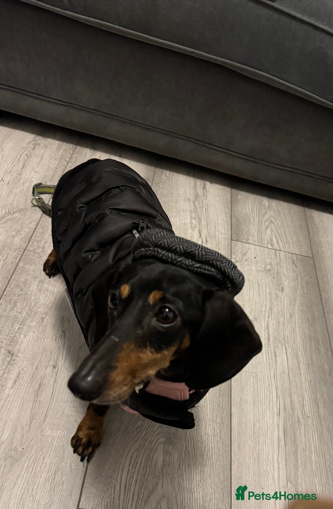 Miniature Dachshund dogs for sale: Boo Black and Tan mini dachshund - Advert 1