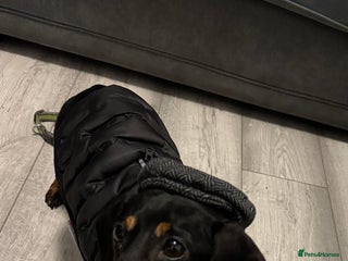 Miniature Dachshund dogs Boo Black and Tan mini dachshund - Advert 6