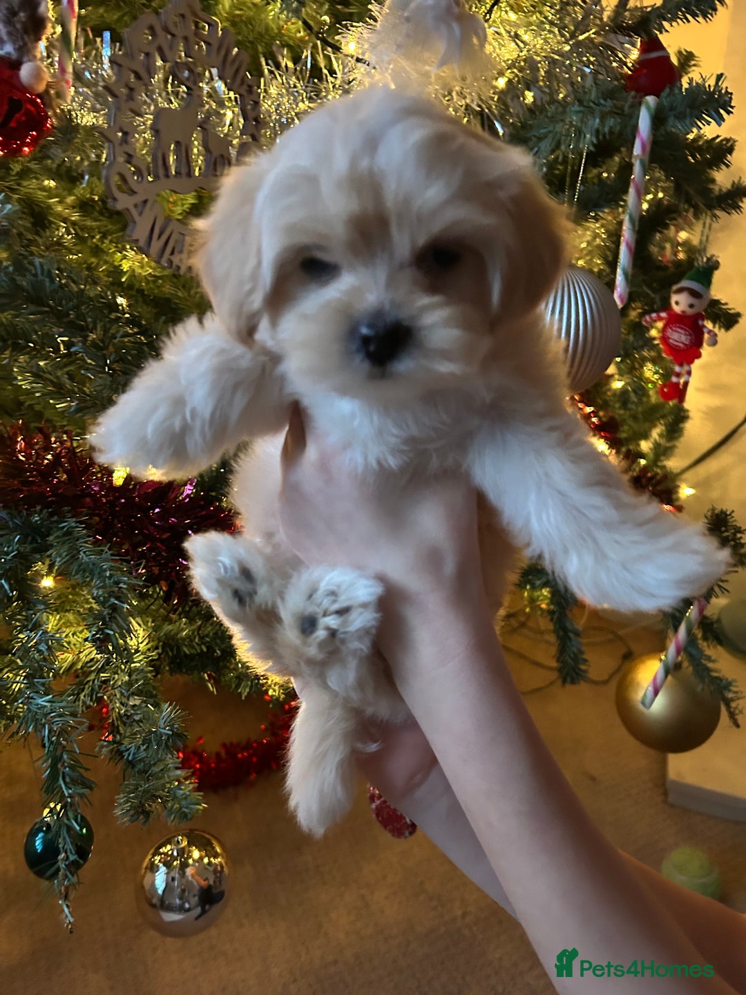 Lhasapoo dogs for sale: Lhasapoo for sale  - Advert 2