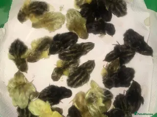 Quail poultry CHINESE PAINTED BUTTON QUAIL CHICKS ! - Advert 1