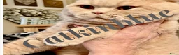 British Shorthair cats for sale: Stunning GCCF reg BSH kittens  - Advert 5
