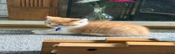Mixed Breed cats for sale: 4 babys looking for a loving home  - Advert 7