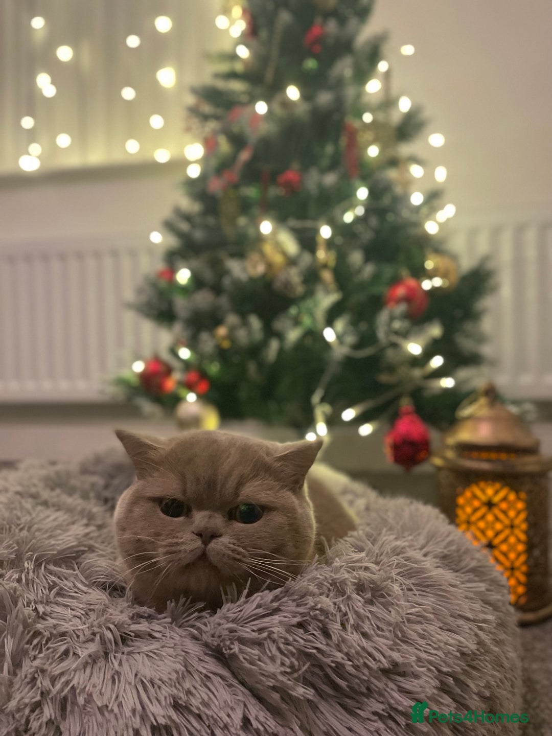 British Shorthair cats for sale: British shorthair male adult - Advert 1