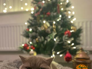 British Shorthair cats British shorthair male adult - Advert 13
