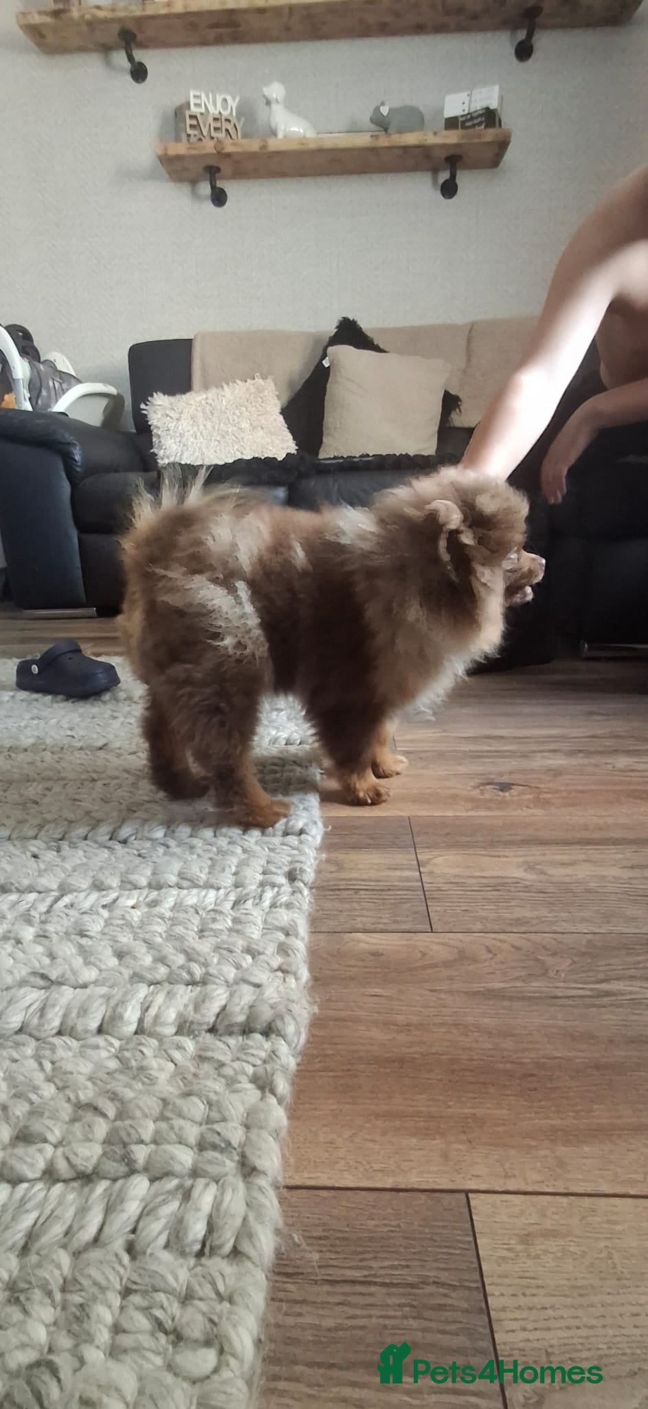 Pomeranian dogs Chocolate Merle pomeranian  - Advert 3