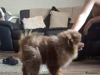 Pomeranian dogs Chocolate Merle pomeranian - Advert 3