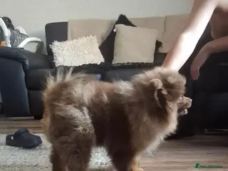 Pomeranian dogs Chocolate Merle pomeranian - Advert 4