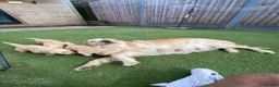 Golden Retriever dogs for sale: 5 Star ⭐️ Golden Retrievers 💙🩷🩷 - Advert 12