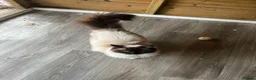 Ragdoll cats for sale: Tica purebred ragdoll kittens  - Advert 3