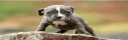 American Bully dogs for sale: Pocket cross standard bully’s  - Advert 9