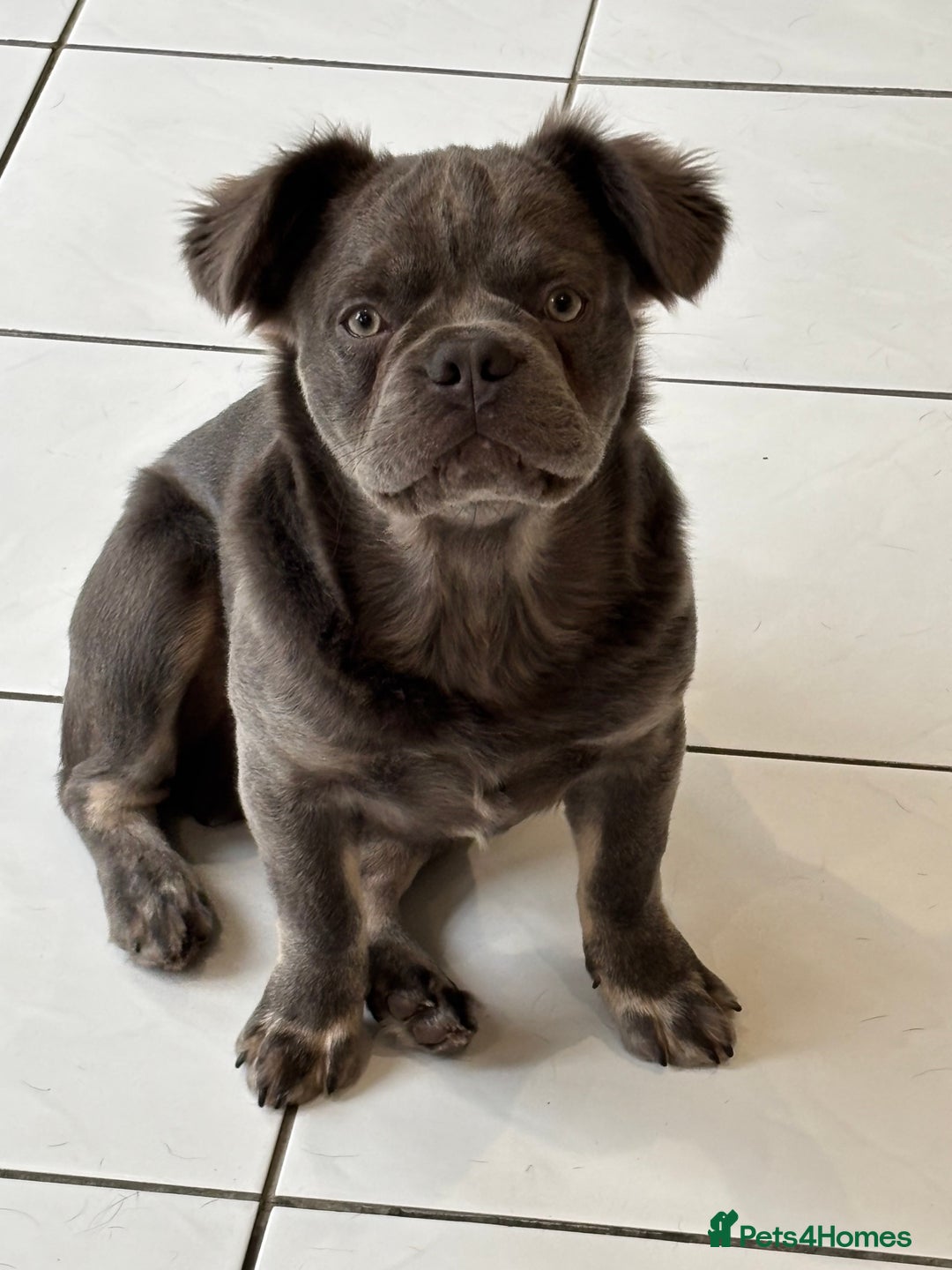 French Bulldog dogs for sale: Blue fluffy frenchie - Advert 4