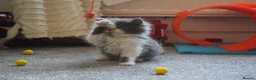 Mixed Breed cats for sale: 5 Beautiful Kittens Looking for Forever Homes - Advert 4