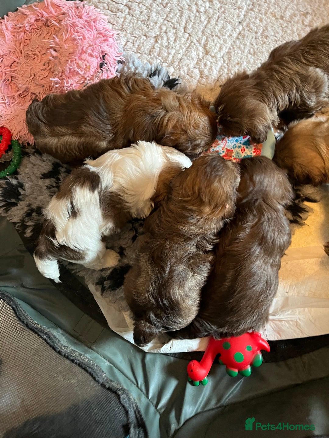 Shih Tzu dogs for sale: Adorable Shih Tzu puppies  - Image 2