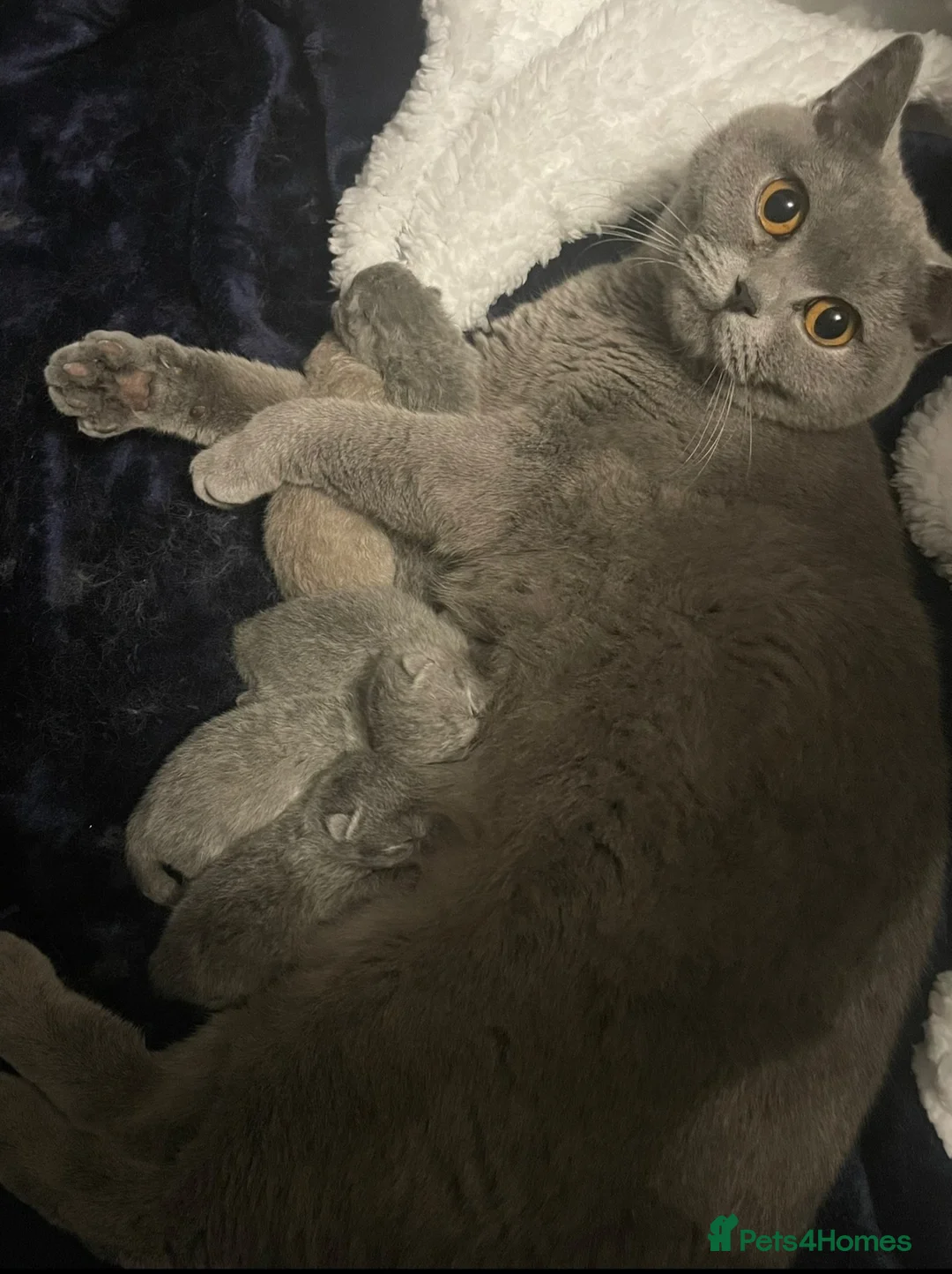 British Shorthair cats for sale:  British shorthair kittens  in Wakefield - Advert 1