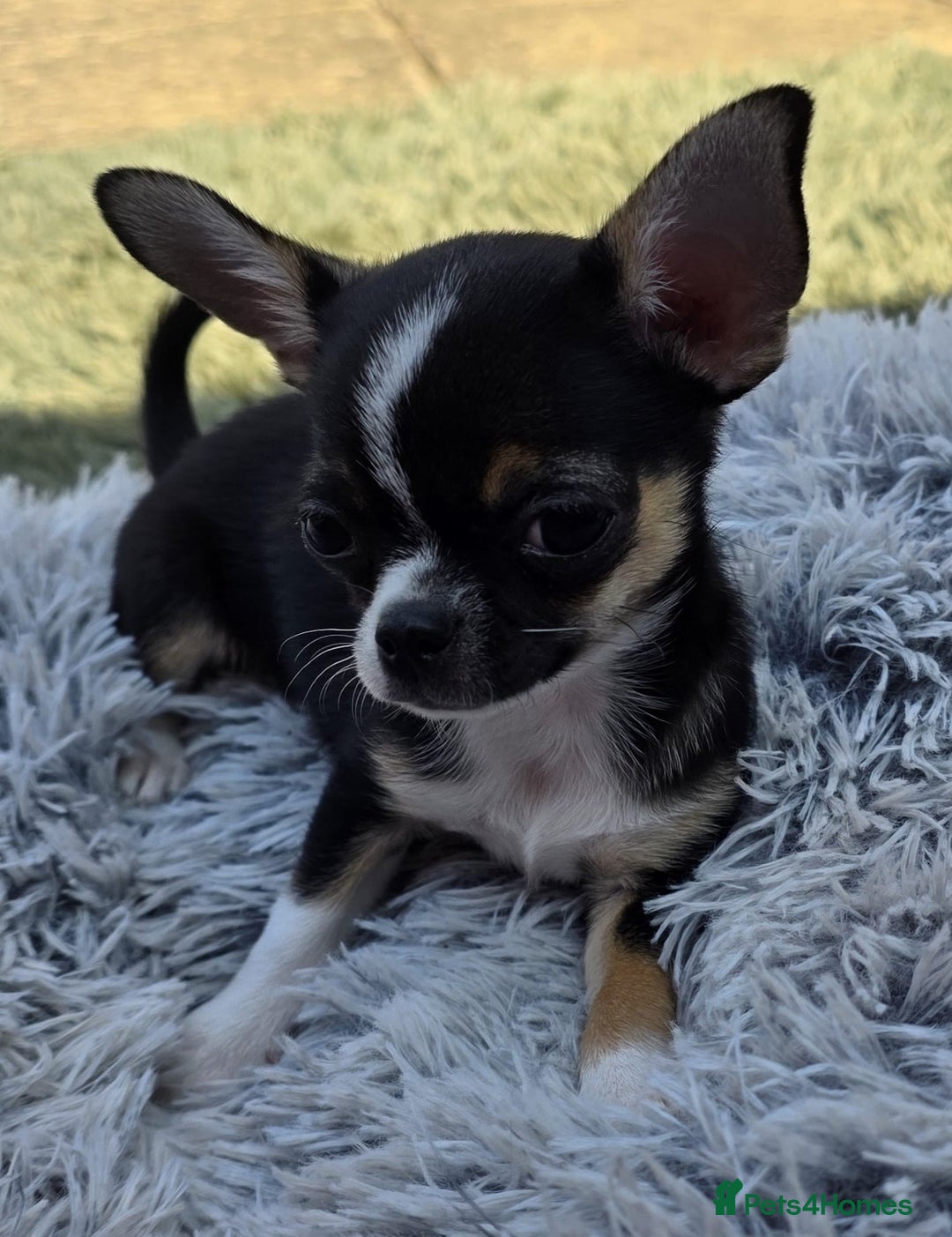 Chihuahua dogs for sale: ✨ Tiny Chi Ready to Go 🏡 - Image 6