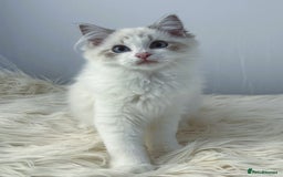 Ragdoll cats for sale: Playful Pedigree Ragdoll Kittens Available - Image 17