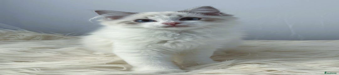 Ragdoll Kitten 5
