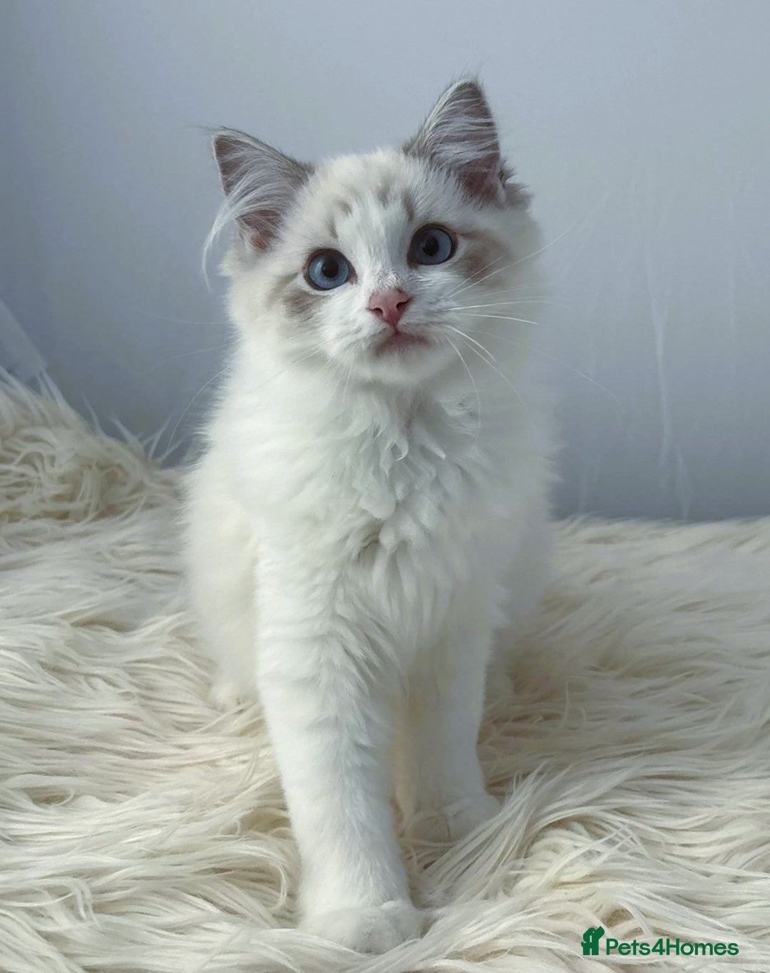 Ragdoll cats for sale: Playful Pedigree Ragdoll Kittens Available - Image 17