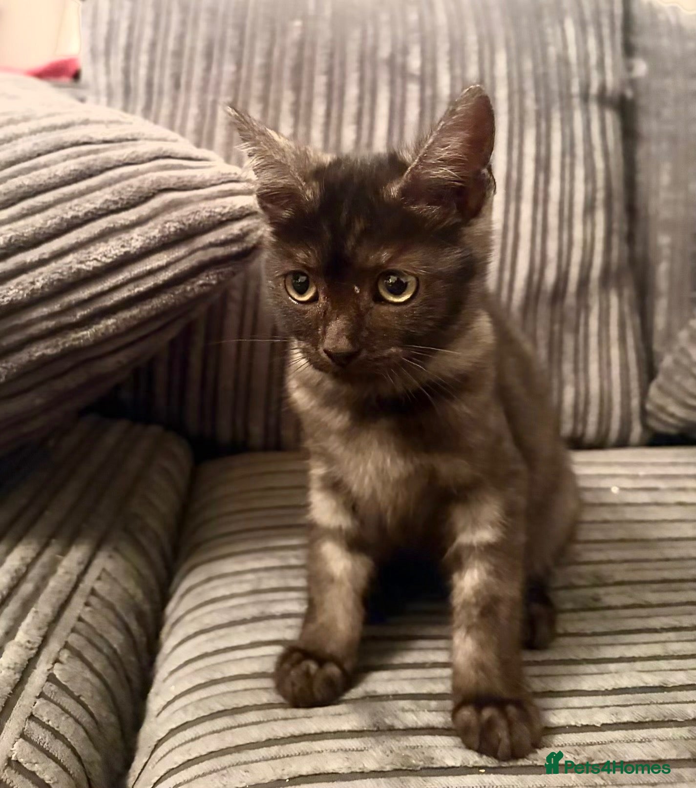 Mixed Breed cats Mixed Maine Coon kittens  - Advert 2