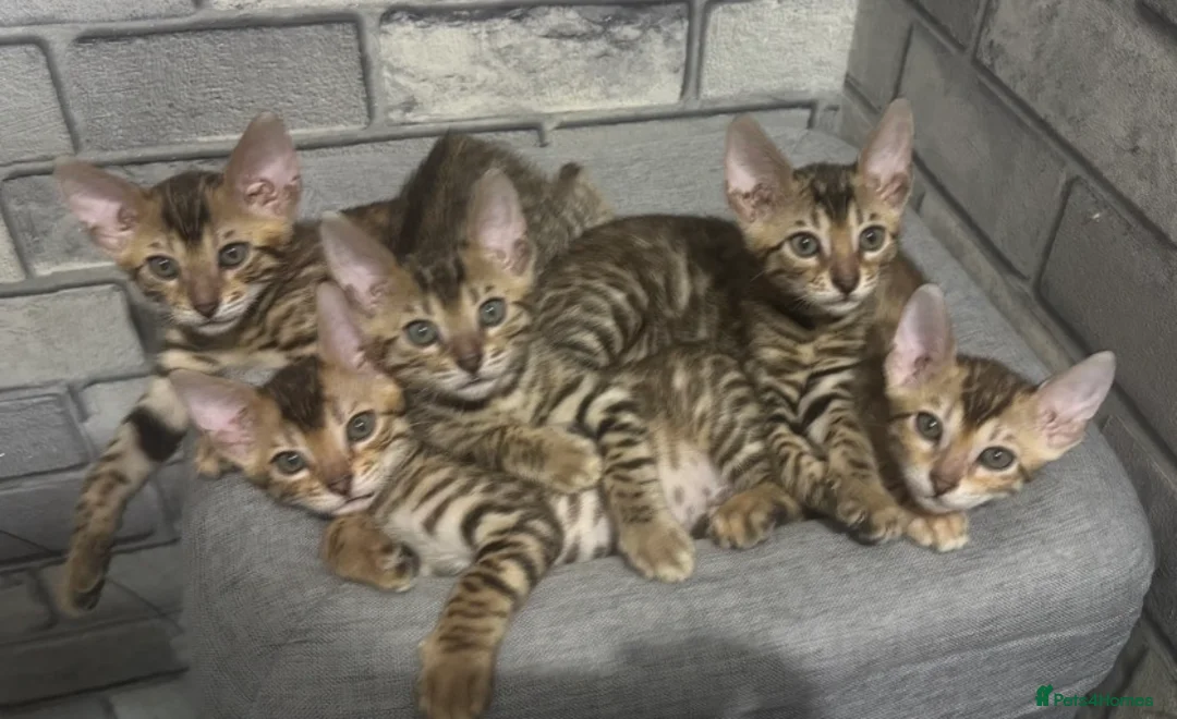 Bengal cats for sale: Amazing Bengal Babies - Advert 6