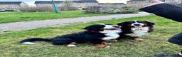 Bernese Mountain Dog dogs for sale: Stunning Pedigree Bernese Mountain Puppies - Advert 8
